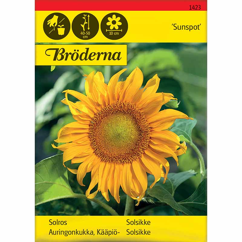 Auringonkukka 'Sunspot'