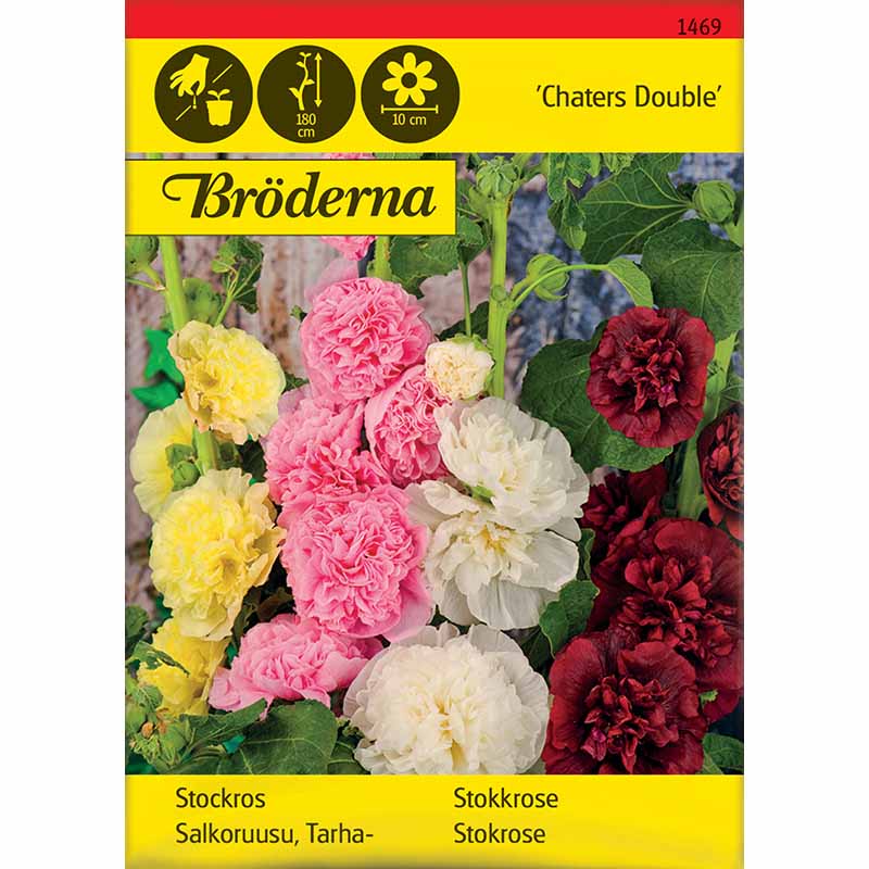 Salkoruusu 'Charters'