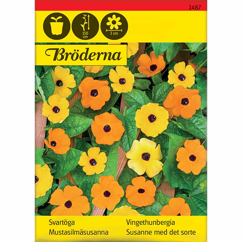 Mustasilmäsusanna sekoitus