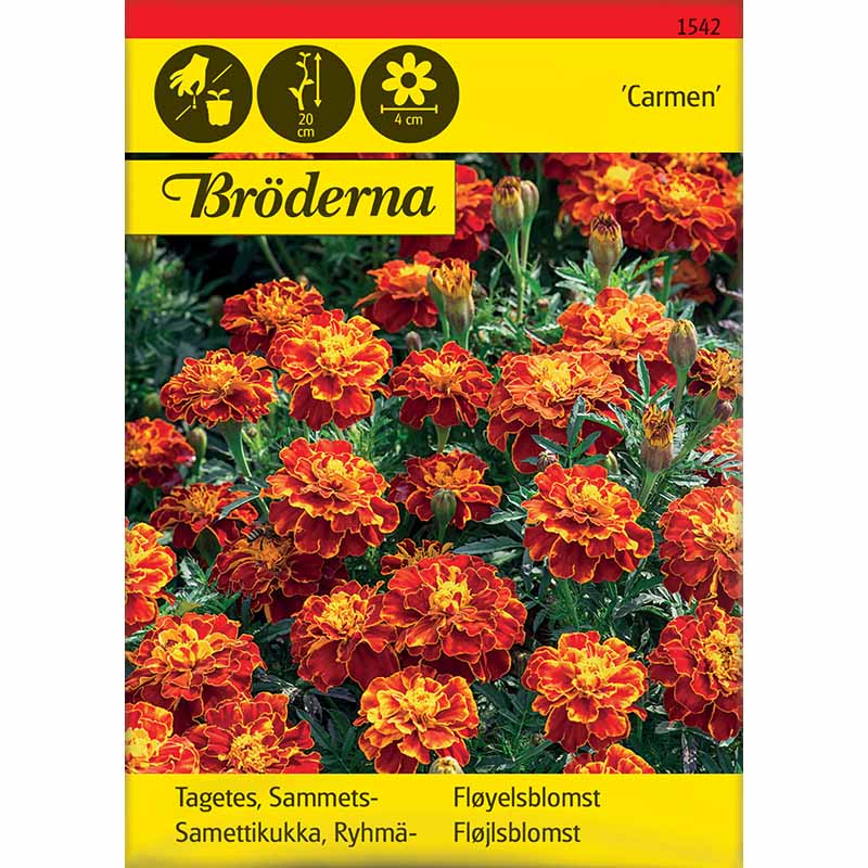 Samettikukka 'Carmen'