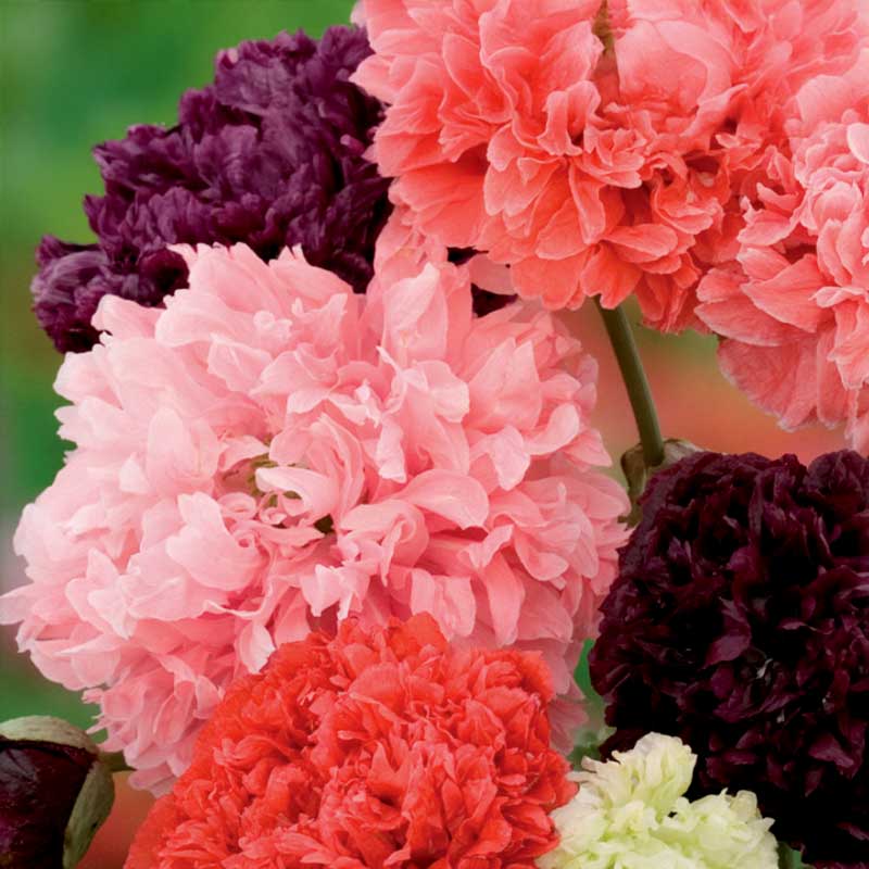 Pioniunikko sekoitus