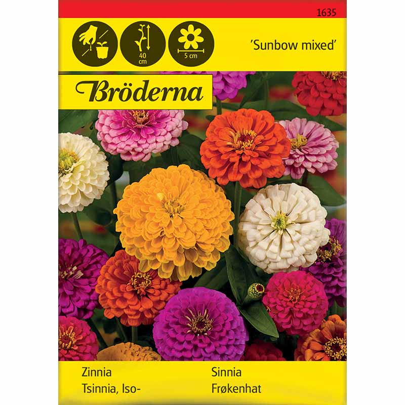 Tsinnia 'Sunbow mix'