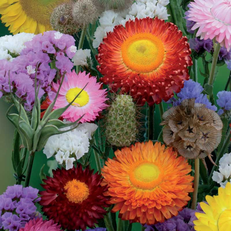 Flower Blend eterneller