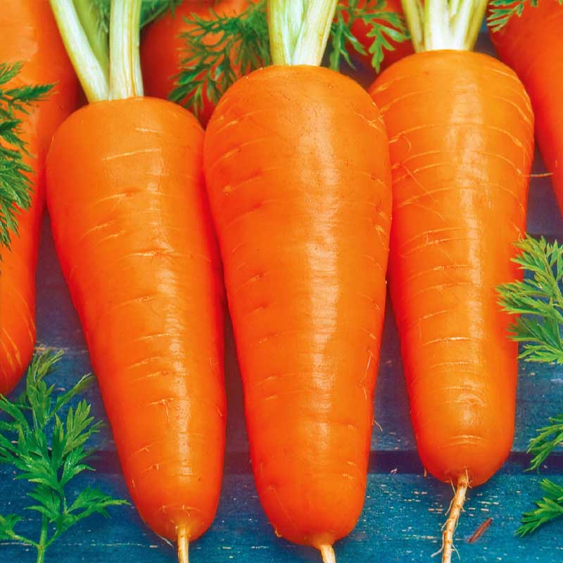 Talviporkkana 'Flakkée 2' Siemennauha