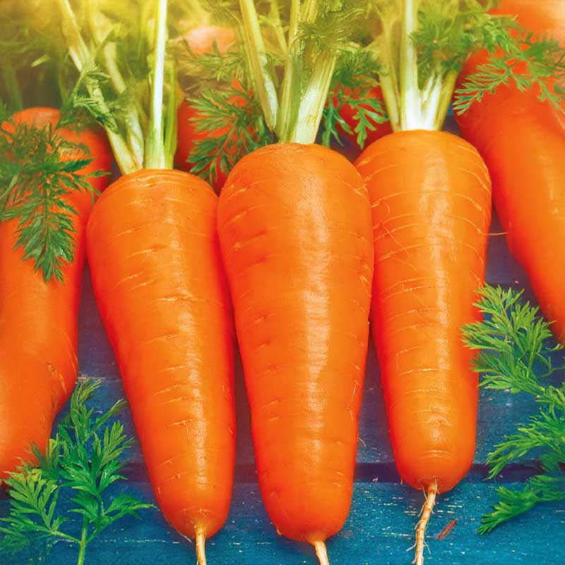 Talviporkkana 'Flakkée 2'