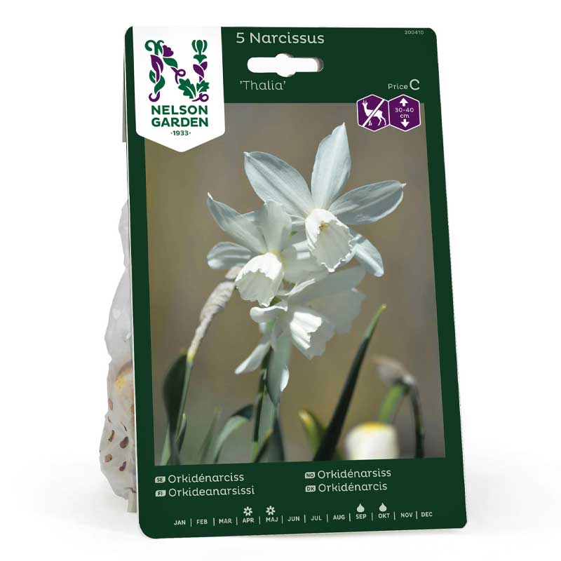 Orkideanarsissi 'Thalia'