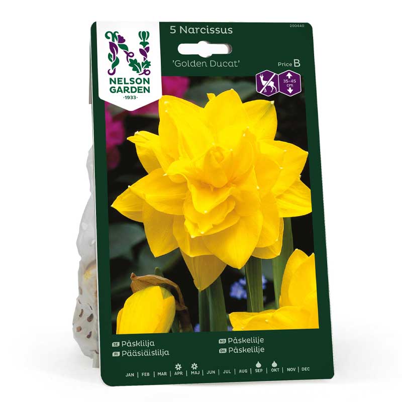 Pääsiäislilja 'Golden Ducat'