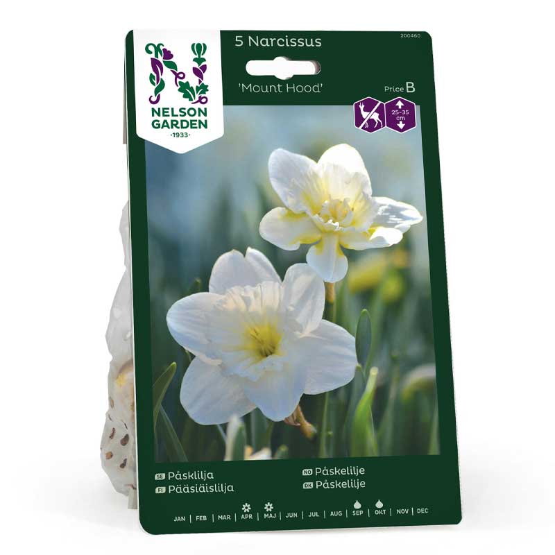 Narsissi 'Mount Hood'