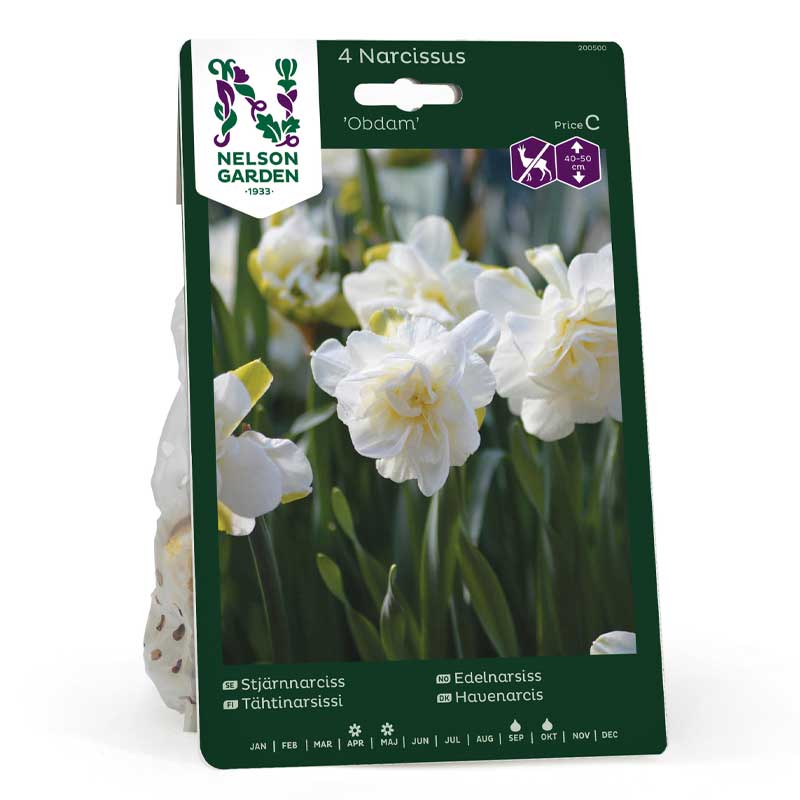 Tähtinarsissi 'Obdam'