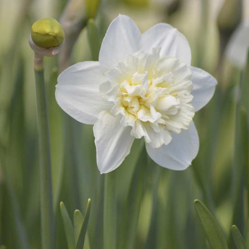 Tähtinarsissi 'Obdam'