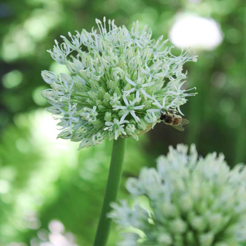 Parralaukka 'Mount Everest'