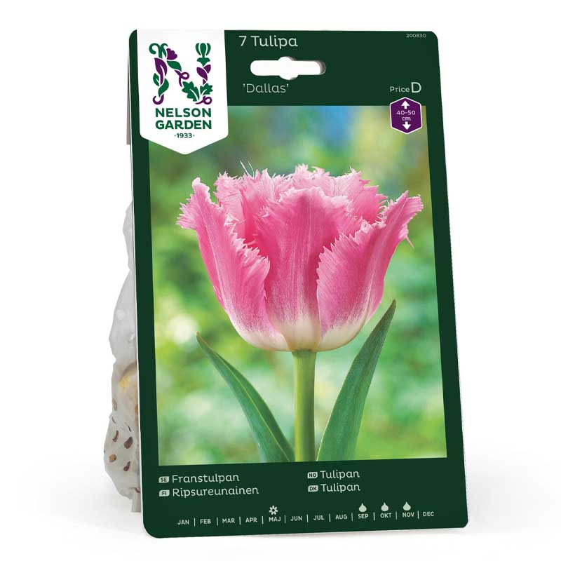 Hapsureunatulppaani 'Dallas'