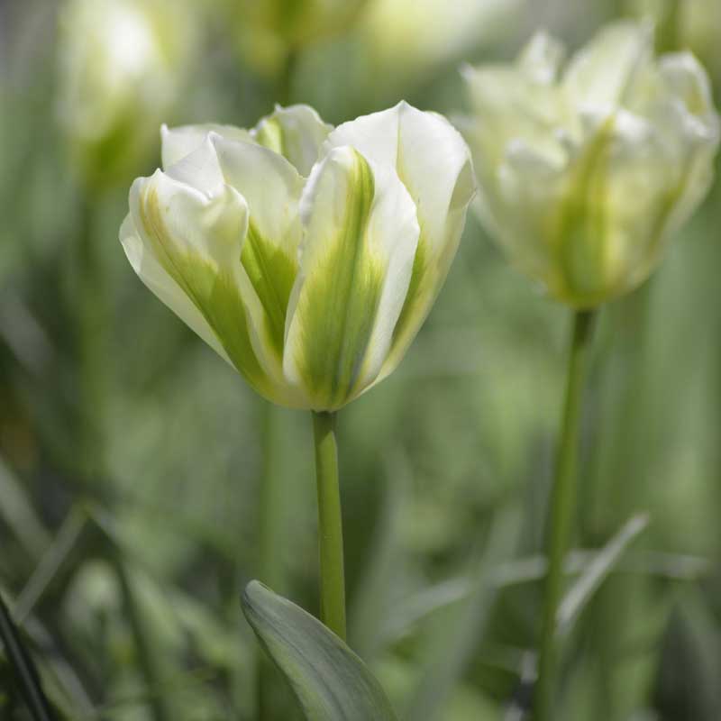 Vihreäraitatulppaani 'Spring Green'