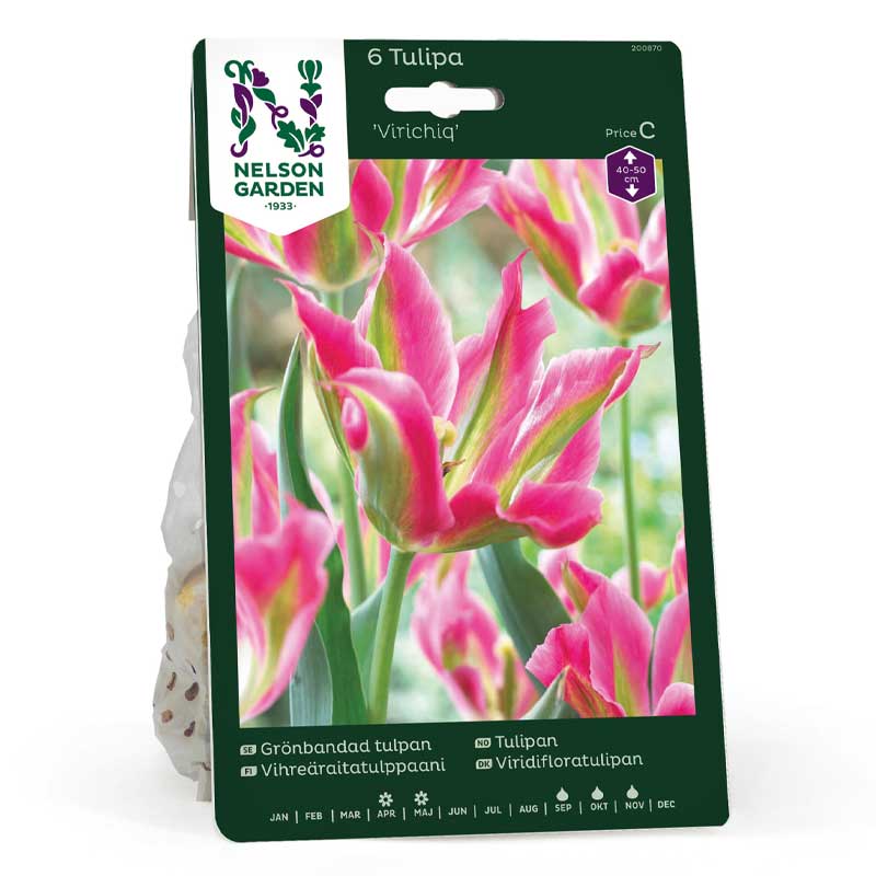 Vihreäraita-tulppaani 'Virichig'