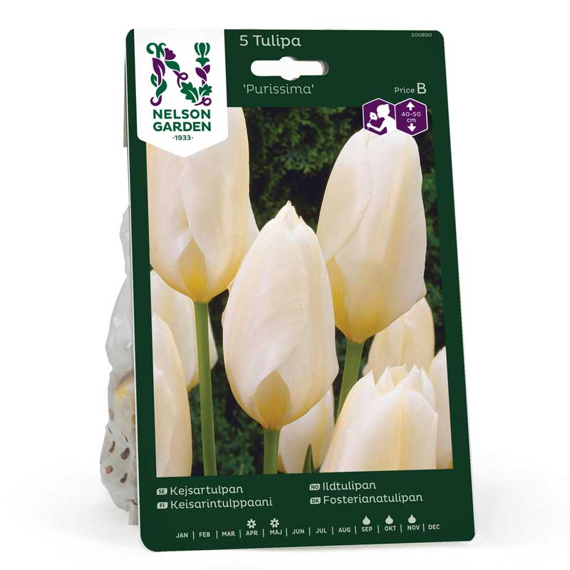 Keisarin tulppaani 'Purissima'