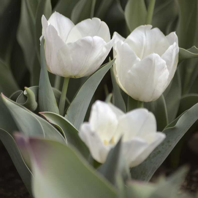 Keisarin tulppaani 'Purissima'