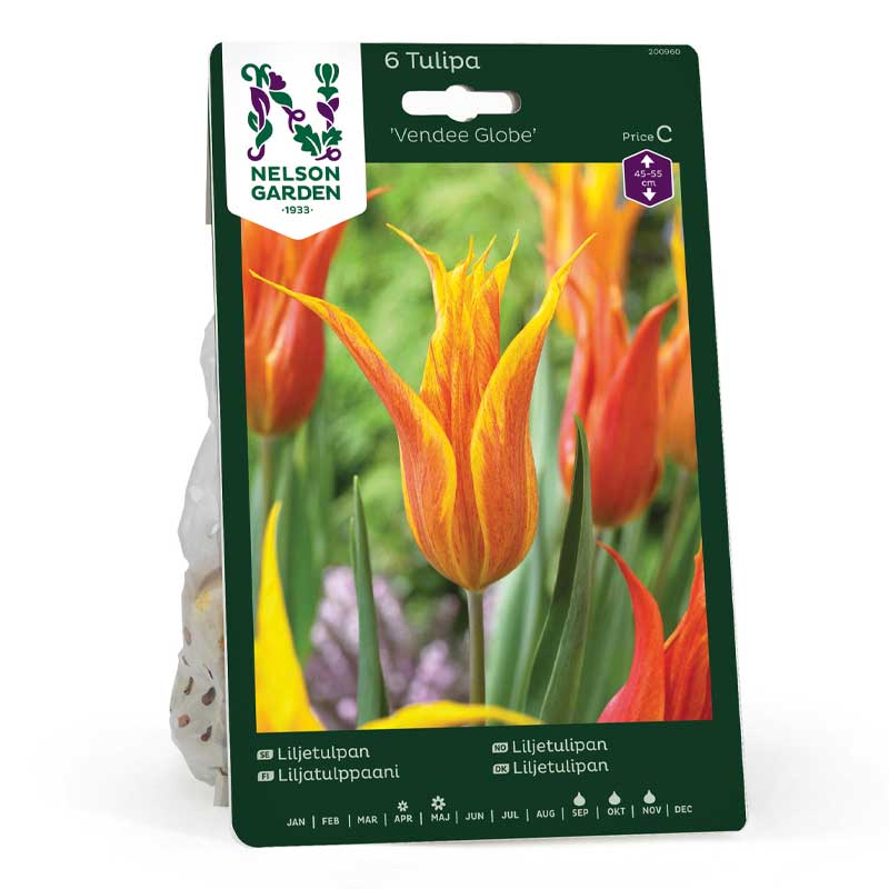 Lilium-tulppaani 'Vendee Globe'