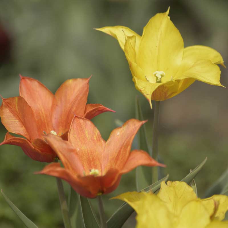 Lilium-tulppaani 'Vendee Globe'