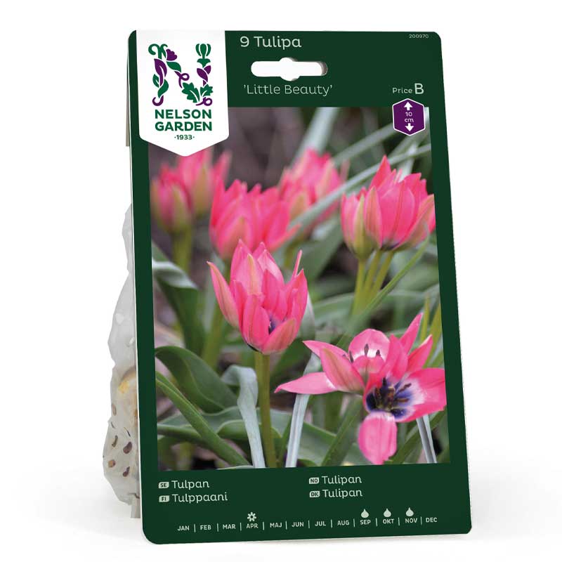 Tulppaani 'Little Beauty'