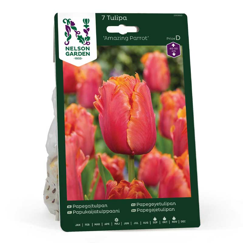 Papukaijatulppaani 'Amazing Parrot'