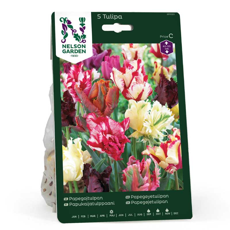 Papukaijatulppaani sekoitettuja värejä