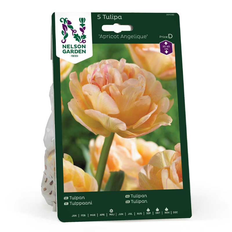 Tulppaani 'Apricot Angelique'