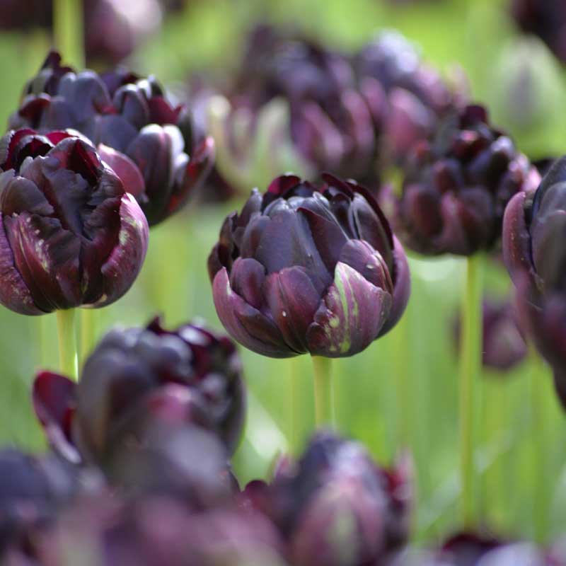 Tulppaani 'Black Hero'
