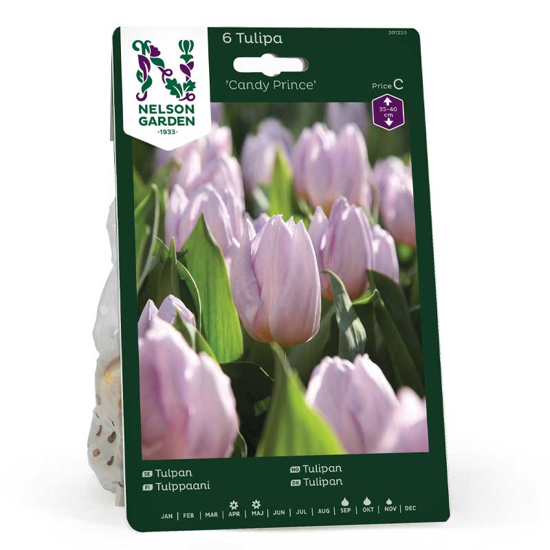 Tulppaani 'Candy Prince'