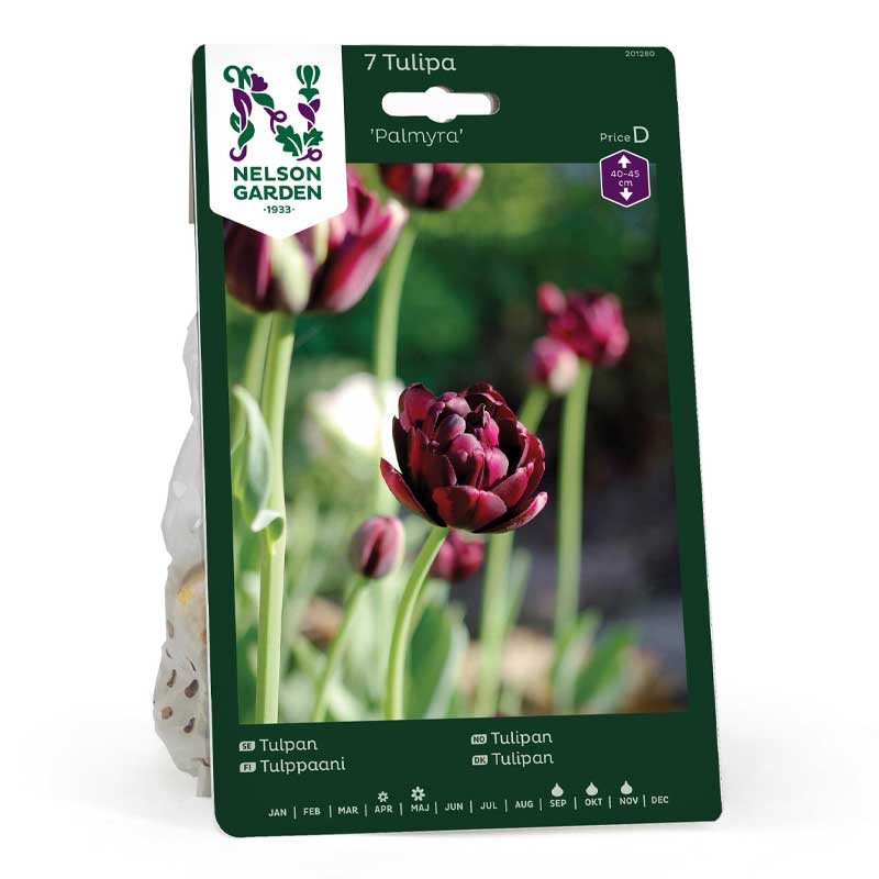 Tulppaani 'Palmyra'