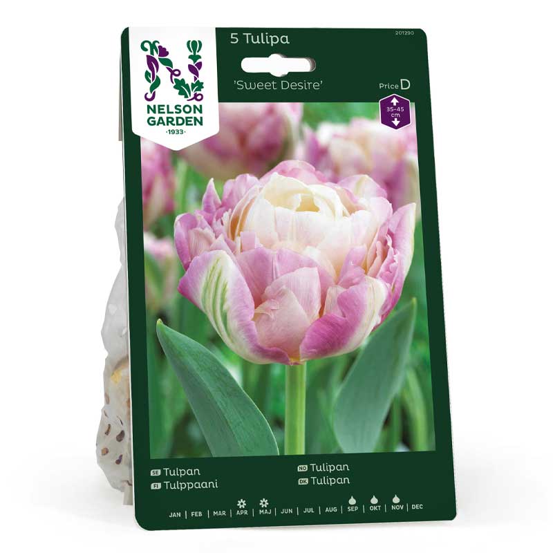 Tulppaani 'Sweet Desire'