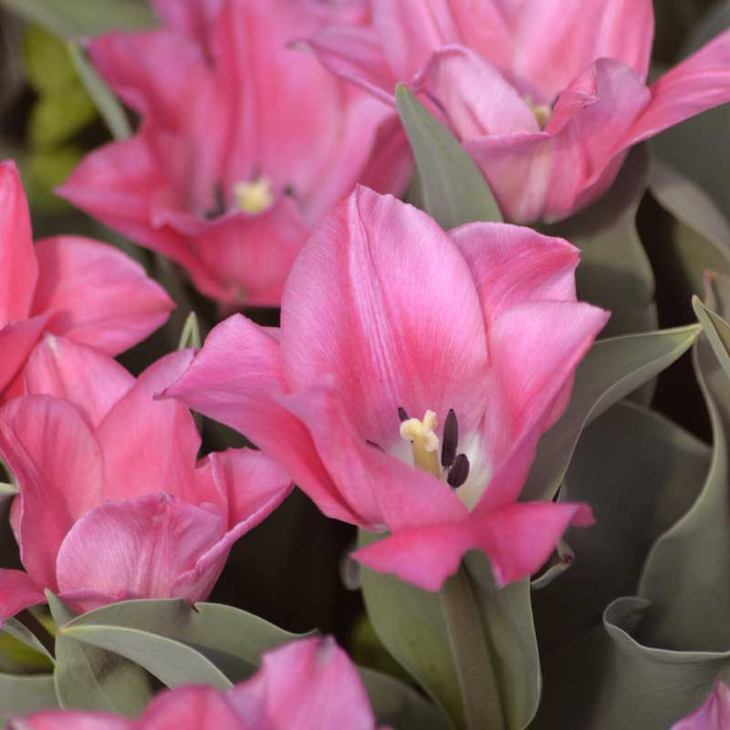 Triumfitulppaani 'Miss Elegance'