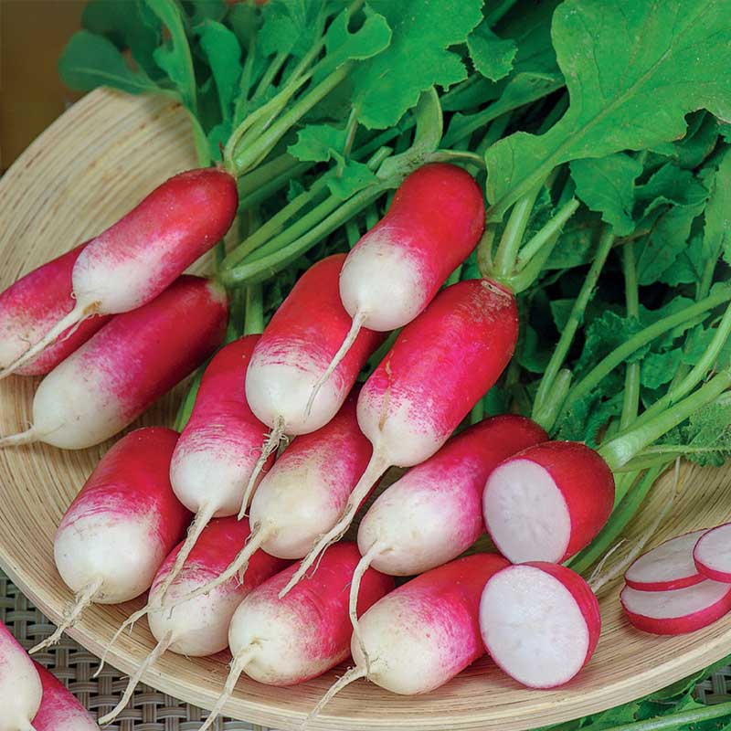 Retiisi 'French Breakfast 3'