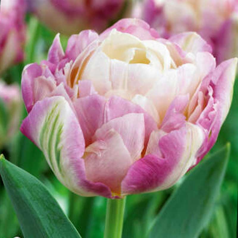 Tulppaani 'Sweet Desire'