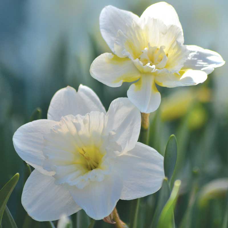 Narsissi 'Mount Hood'