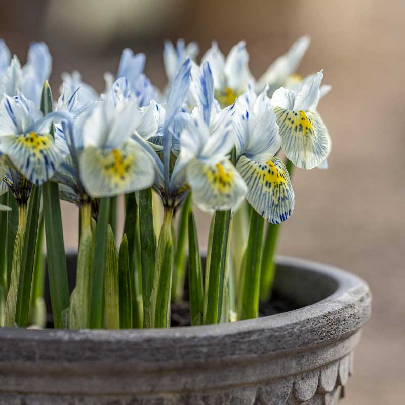 Kevätkurjenmiekka 'Katharine Hodgkin'