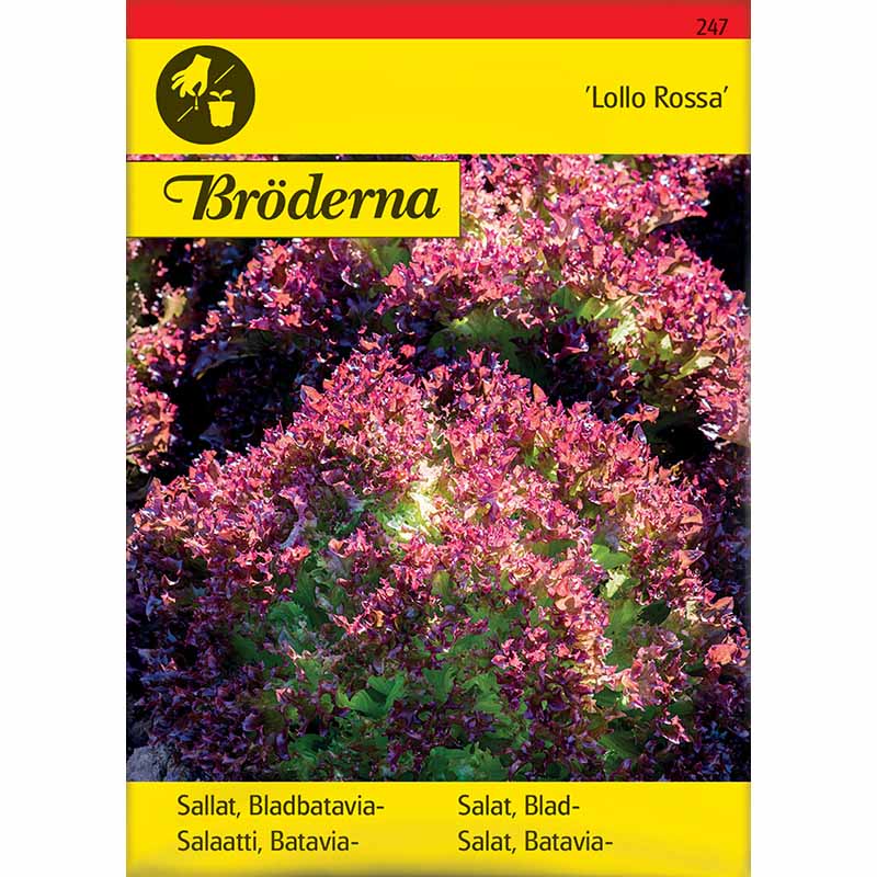 Salaatti 'Lollo Rossa'