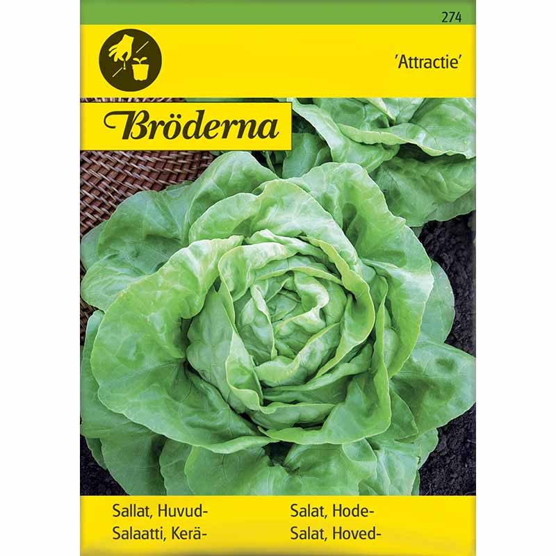 Keräsalaatti 'Attractie'