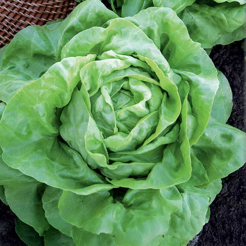 Keräsalaatti 'Attractie'