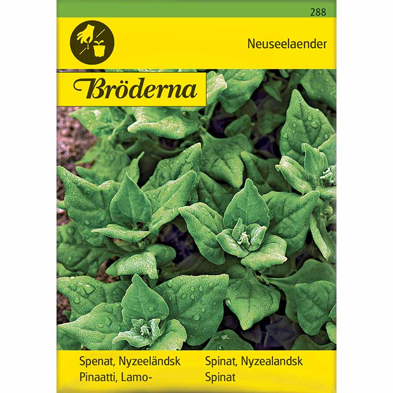 Uusiseelannin pinaatti