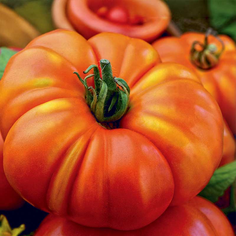 Pihvitomaatti 'Marmande VR'