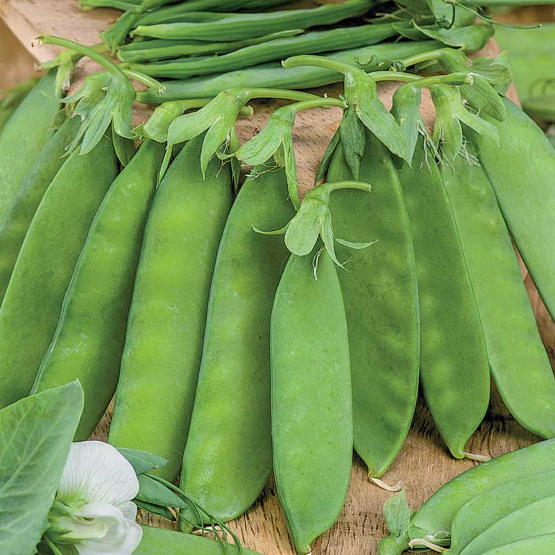 Sugar Snap Pea 'Oregon Sugar Pod'