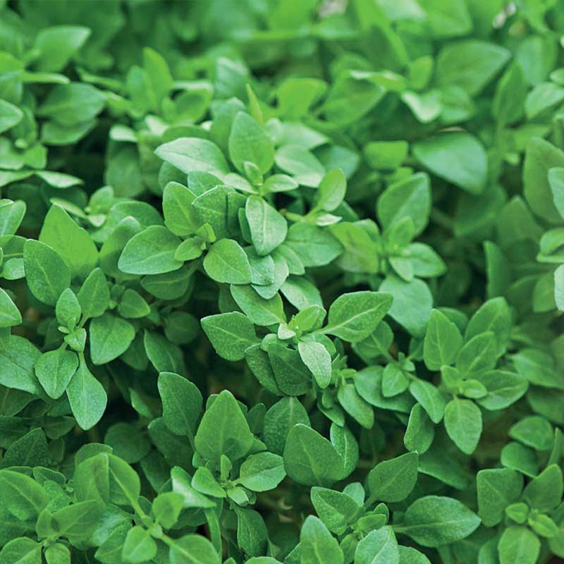 Basilika 'Balkon star'