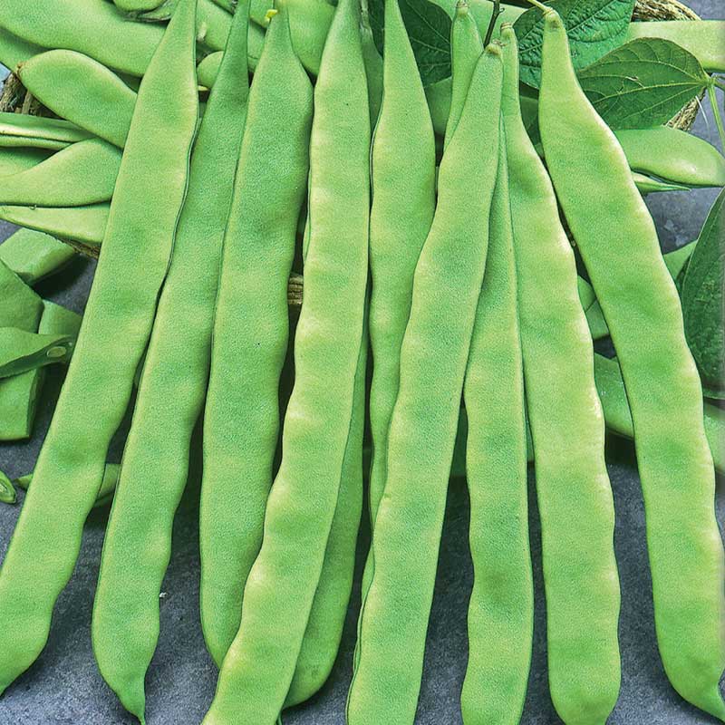 Litteä papu 'Admires'