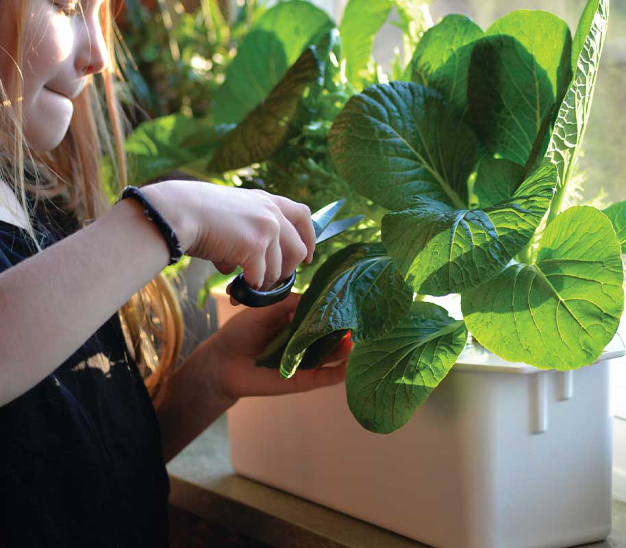 Hydroponinen järjestelmä Harvy 3 valkoinen