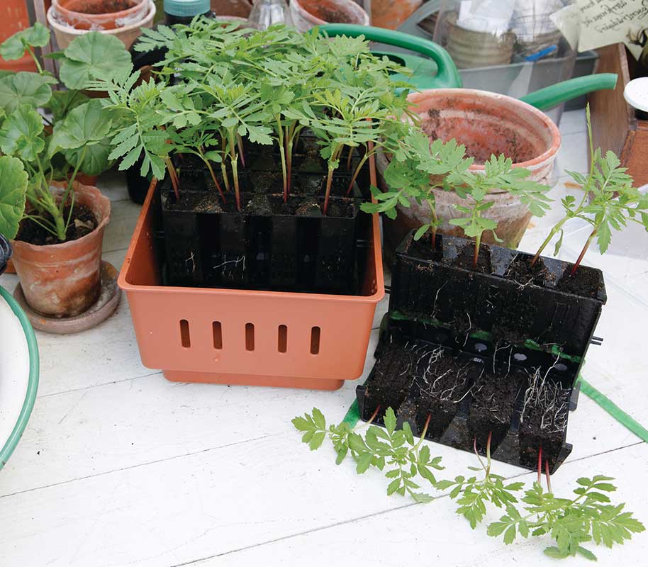 Minikasvihuone Rootmaster ruskea