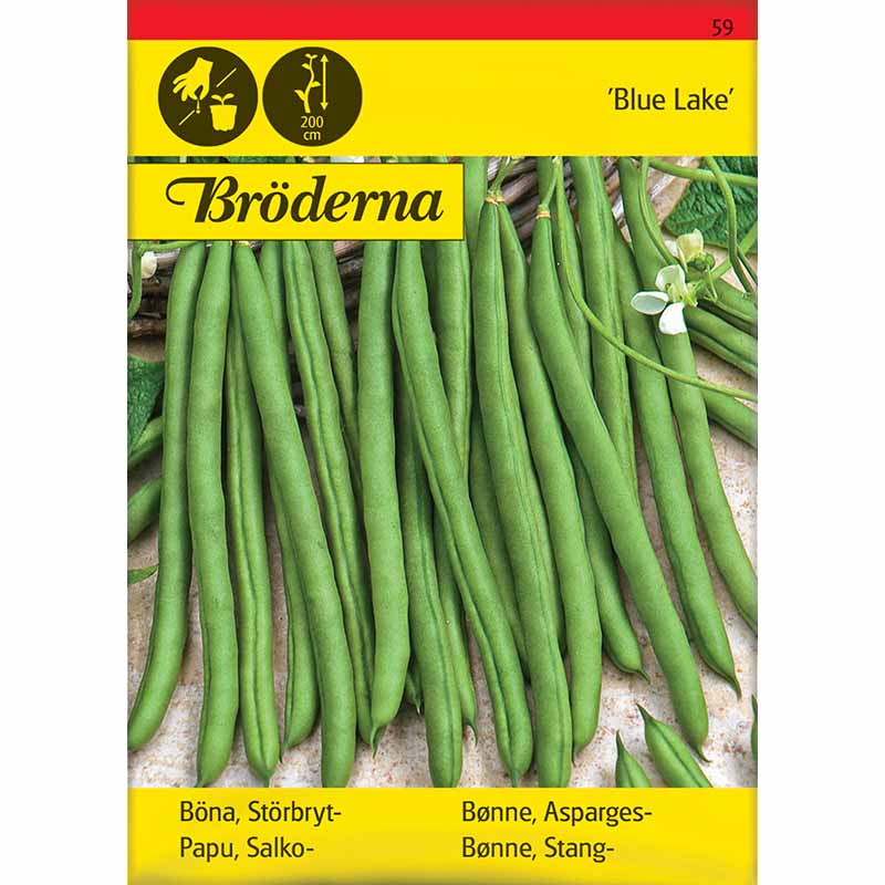 Korkea pensaspapu 'Blue lake'