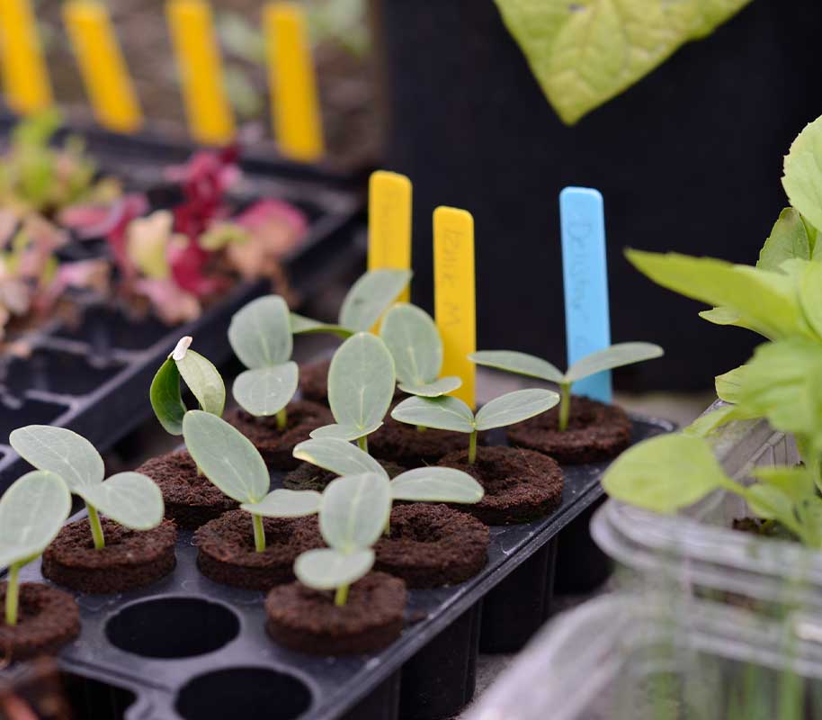 Värilliset taimilaput, 40 kpl