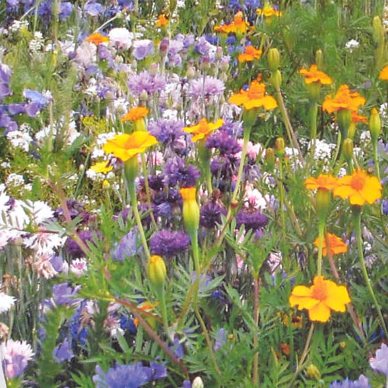 Flowers f ör nyttoinsekter