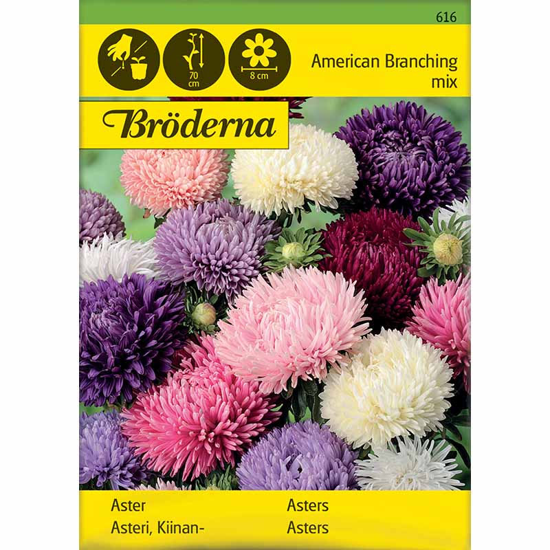 Amerikkalainen pensaspäivänkakkara