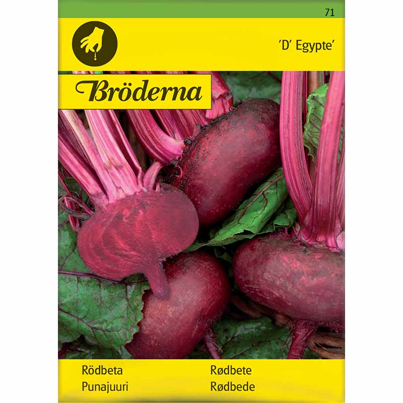 Punajuuri 'D' Egypte'